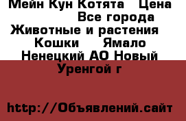 Мейн Кун Котята › Цена ­ 15 000 - Все города Животные и растения » Кошки   . Ямало-Ненецкий АО,Новый Уренгой г.
